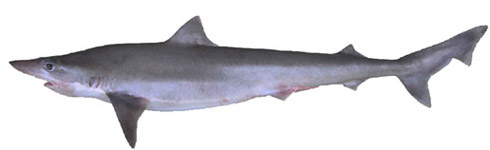 Galeorhinus galeus_03.jpg